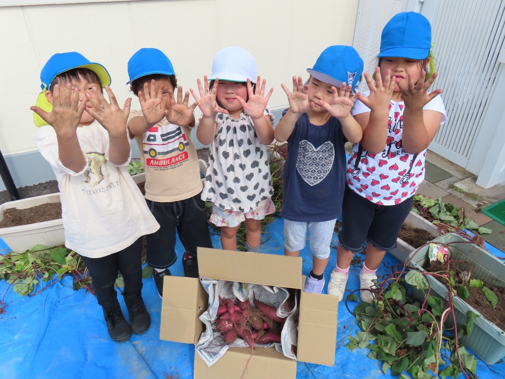 さつま芋掘りをしたよ！