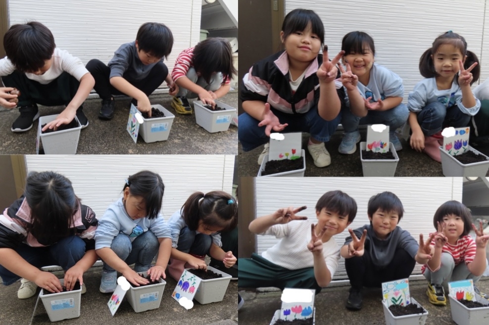 チューリップの球根を植えたよ！